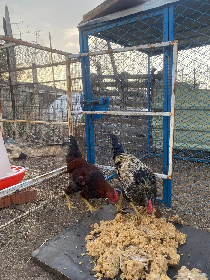 ديكه بلدي 2