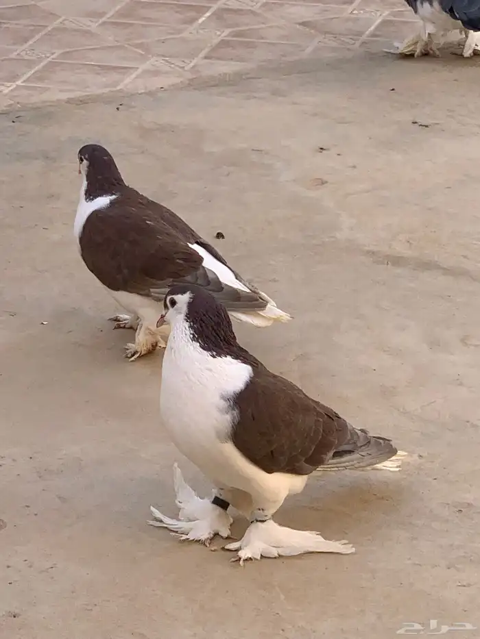 حمام شيرازي للبيع 2
