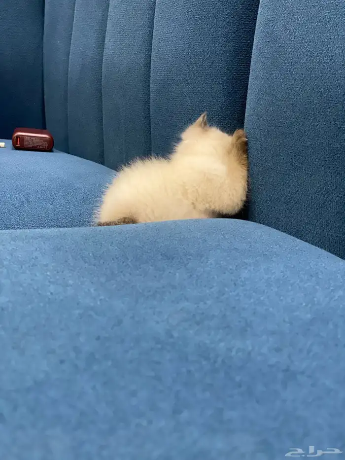 قطه صغيره 1