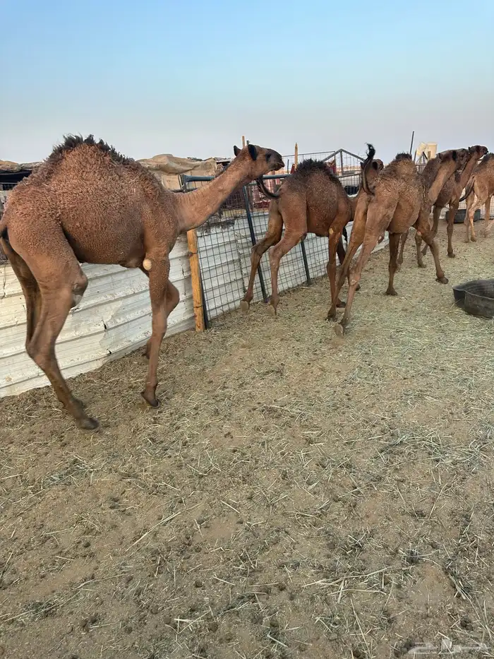 حشو قعدان 1