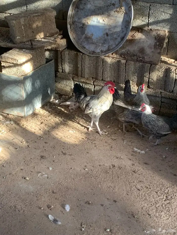 دجاج بلدي 1