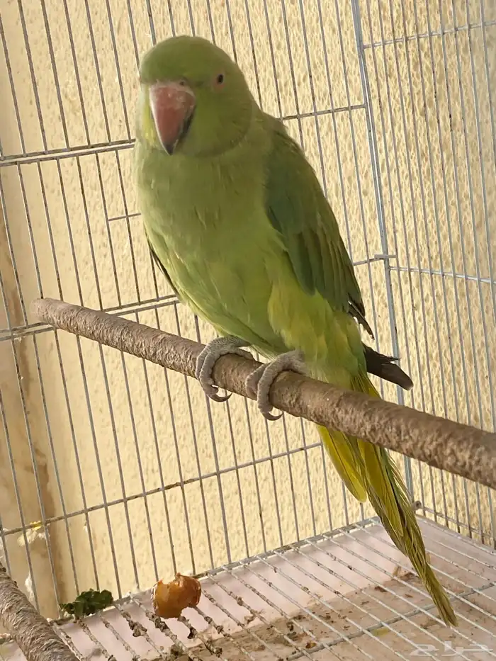 بغبغاء 0