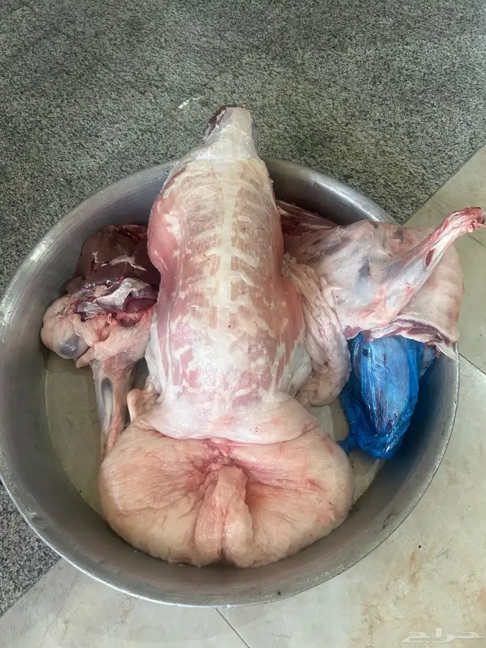 حريات كفو ثلاجه اومناسبات ونعيم فاخر جبر ناهي ووسط وهرافي 8