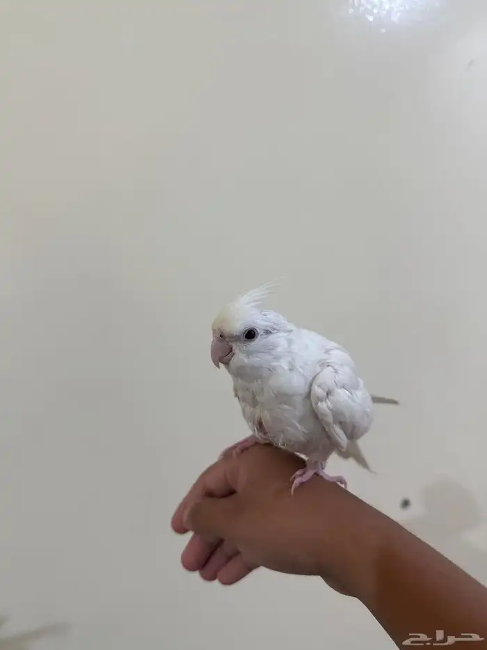 كروان البينو اليف (تم البيع خارج حراج الله يبارك له ) 2