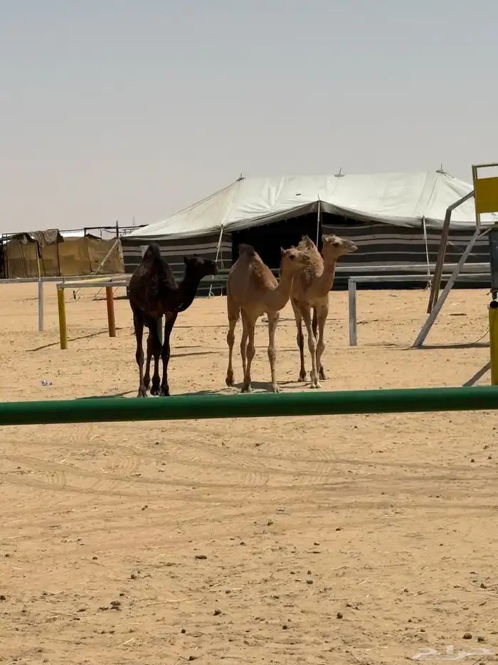 قعود قعدان 1