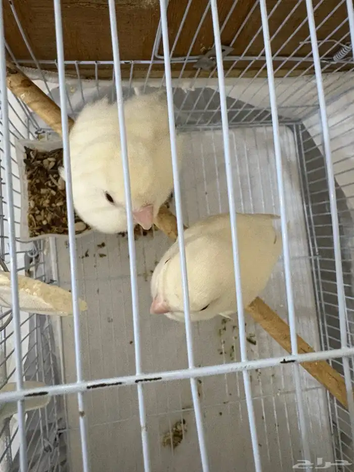 جوز روز البينو منتج تحته بيض (مكينه انتاج ماشاءالله) 0