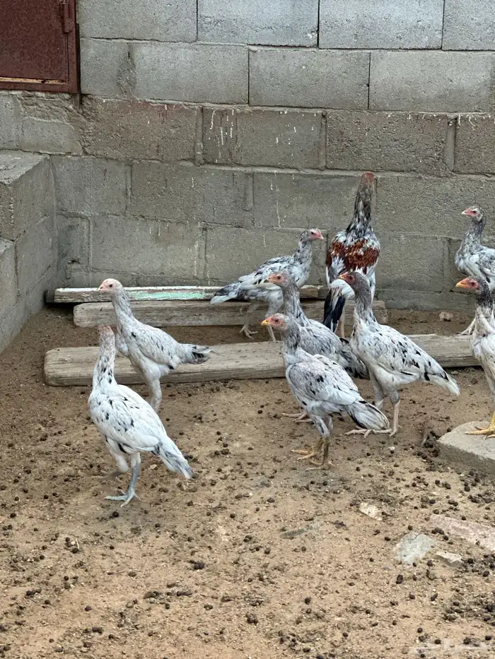 دجاج باكستاني صنف 1