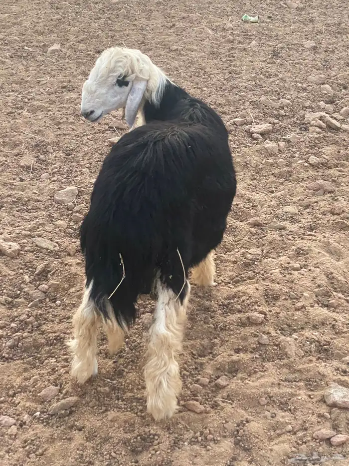 طلي نجدي 0
