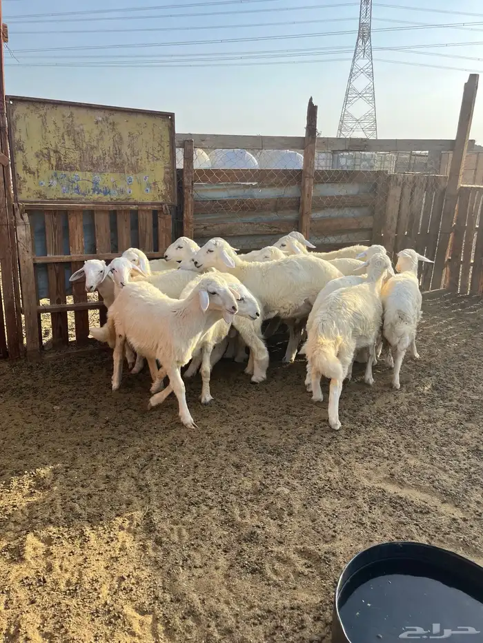 15 بهم مراح واحد 0