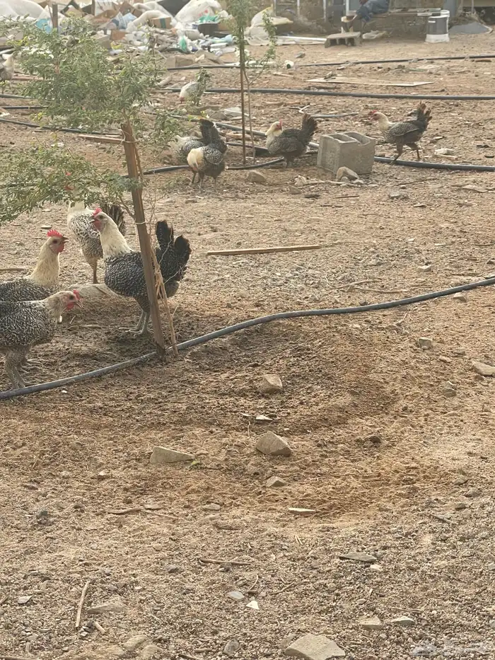 دجاج فيومي بياض 1
