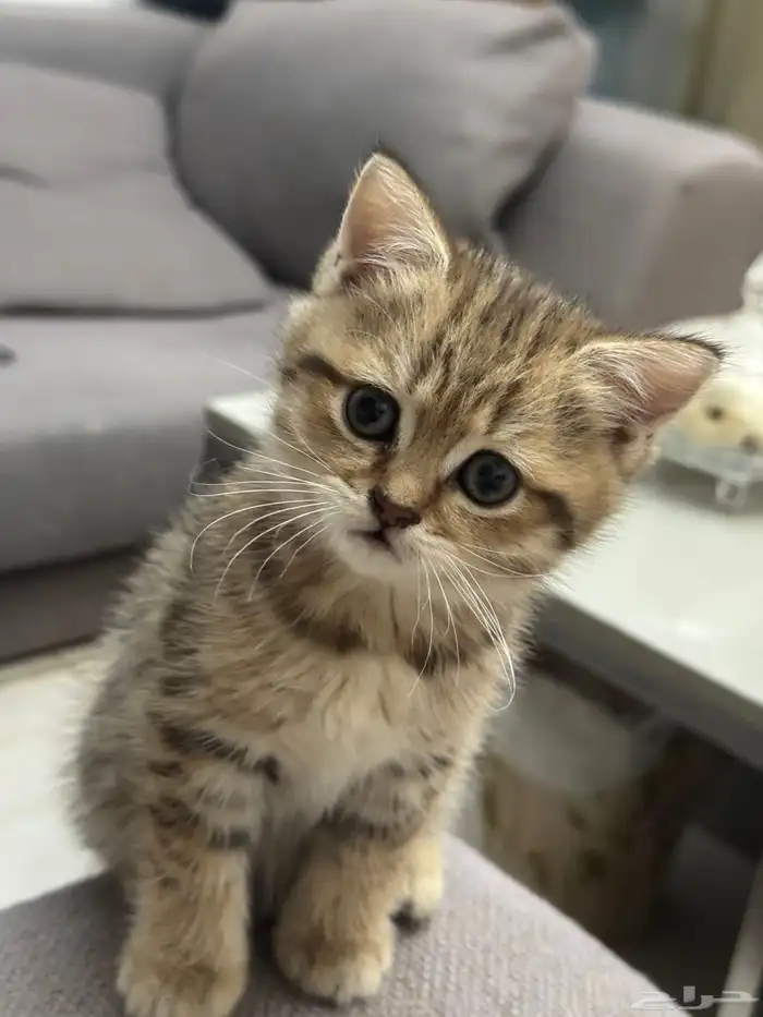 قطط سكوتش بريتش صغيره 3
