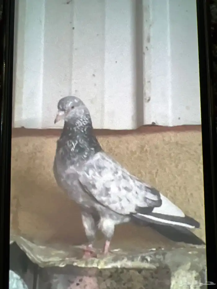 للبيع حمام باكستاني 6