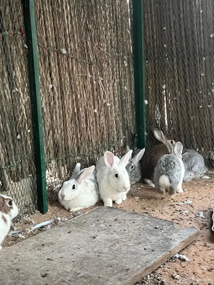 ارانب بلدية 3