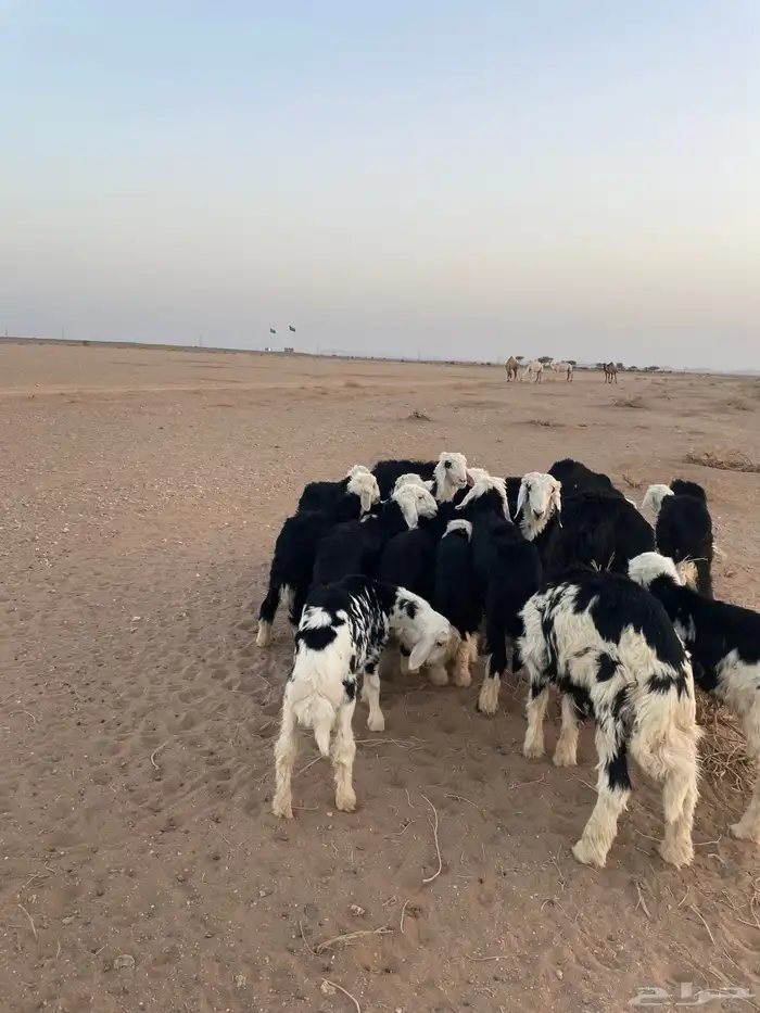 طليان نجد (( تم البيع )) 0