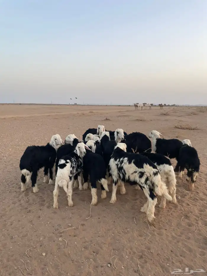 طليان نجد (( تم البيع )) 3