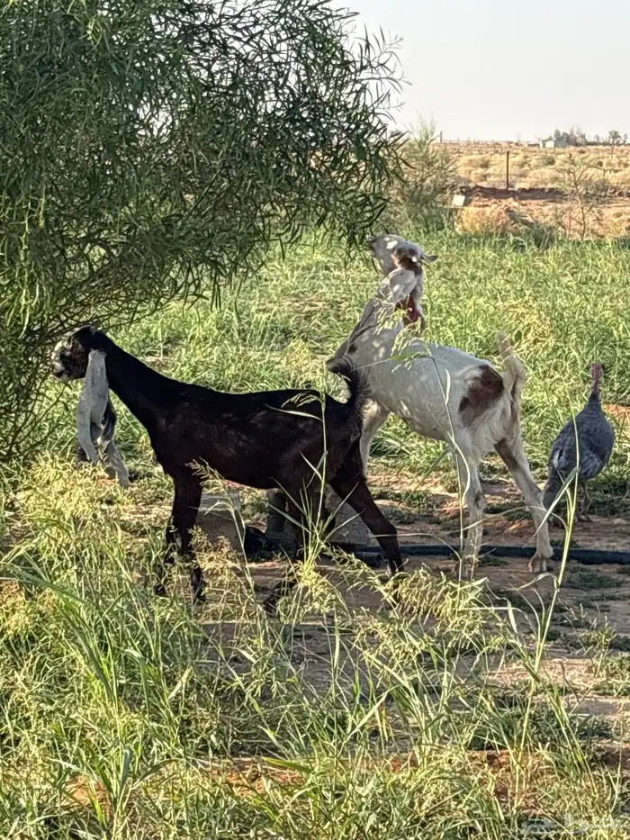 3 جفرات وتيس هولنديات فاخرات 4