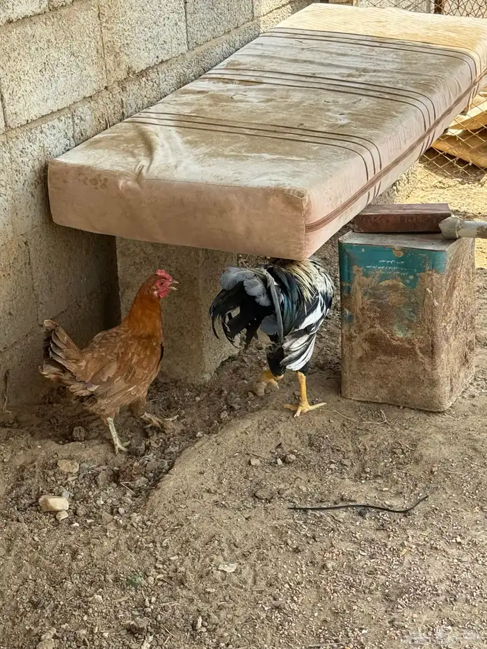 ديك وا دجاجة 2