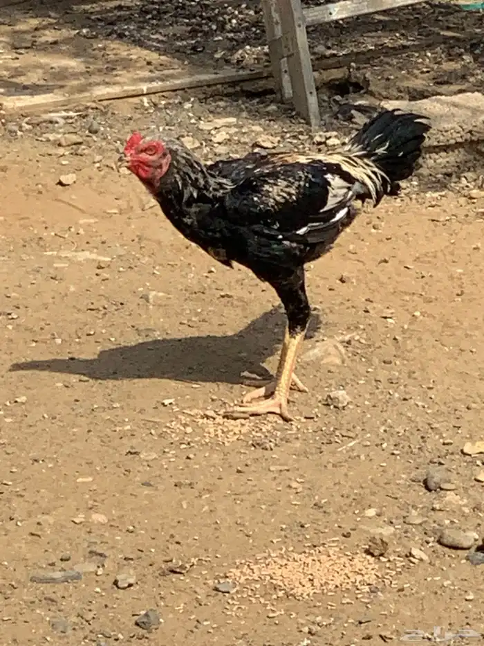 ديك 1