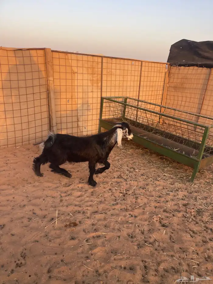 تيس تم البيع الله يبارك لهم 1