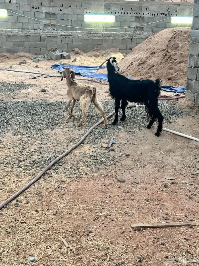 عنزين رباع و جامع 1