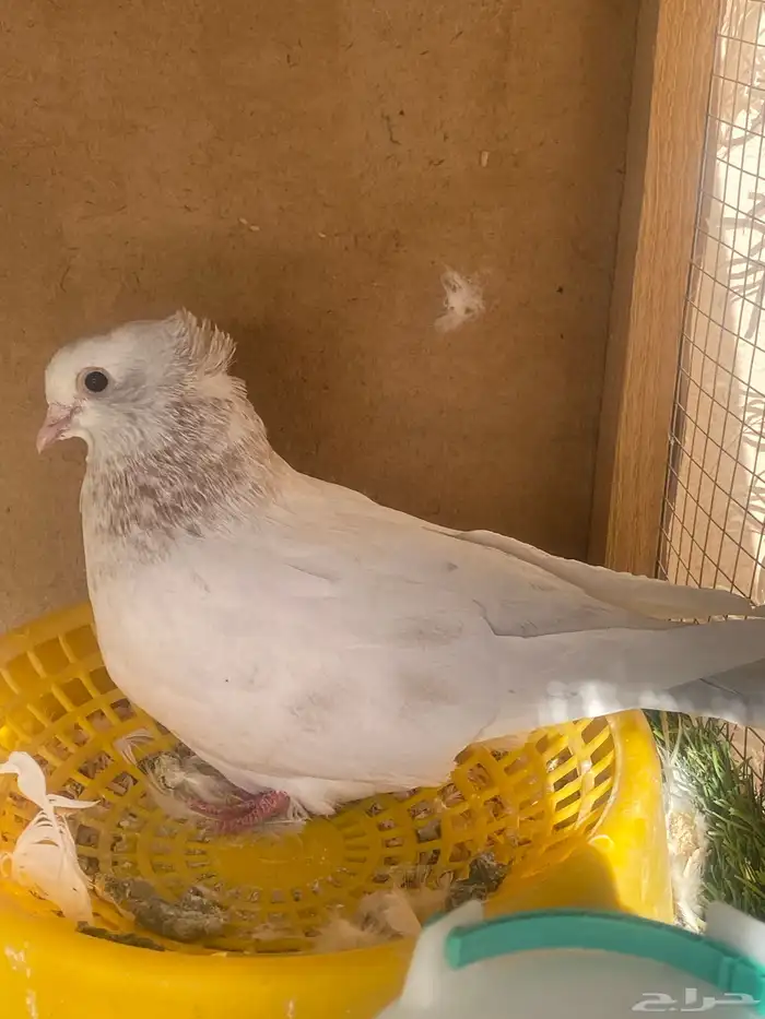 حمام 2