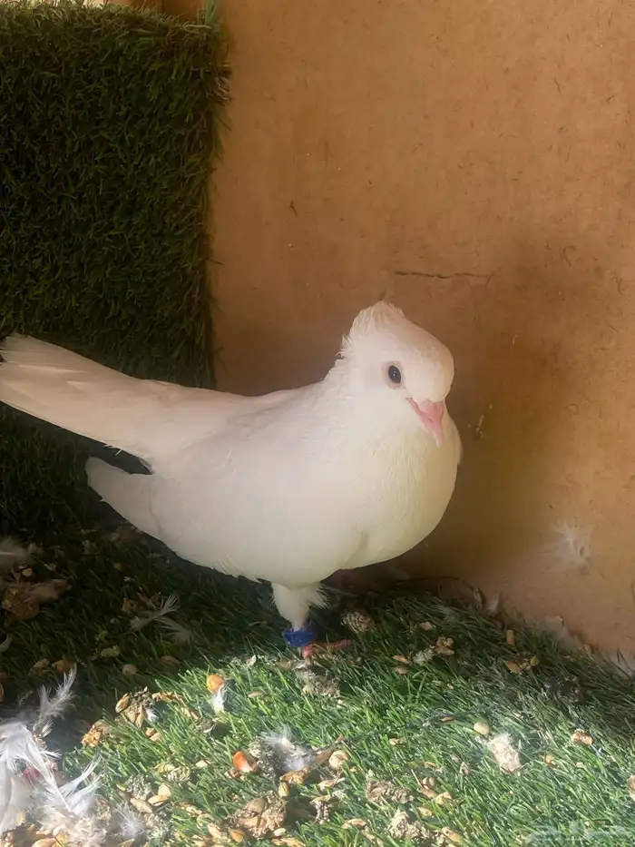 حمام 3