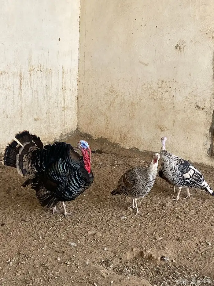طقم دجاج رومي 6