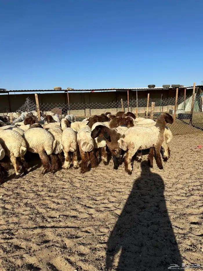 جذعات أنعيم صنف( تم البييع ) 11