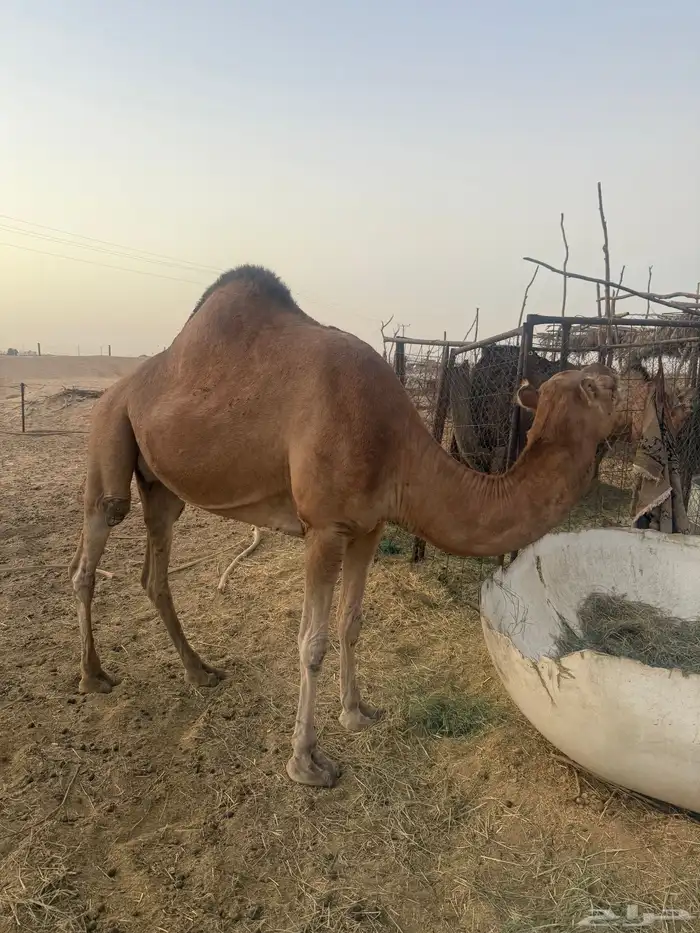 خلفه ساحليه للبيع 2