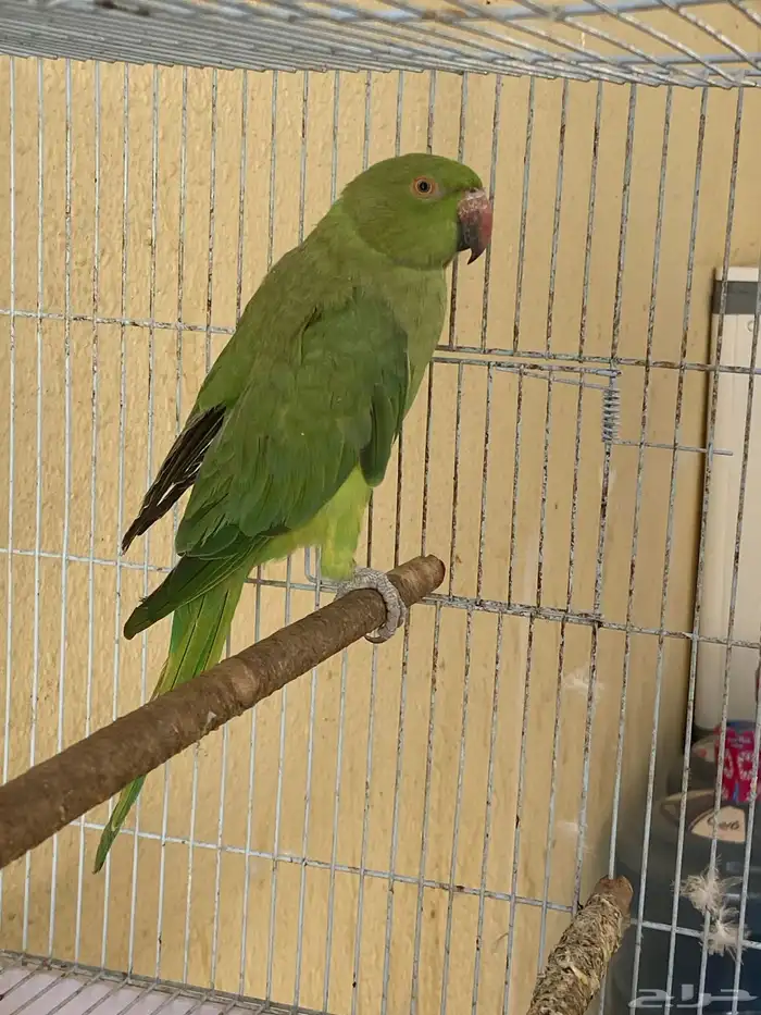 بغبغاء 1
