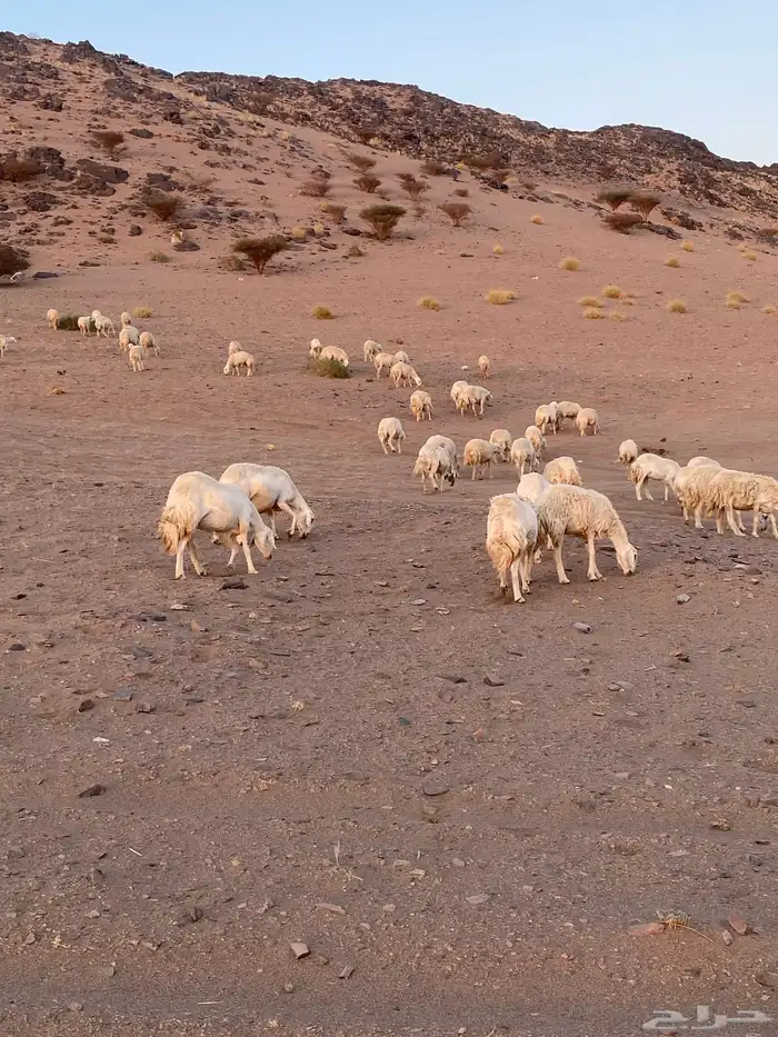 مراح حريات العدد 50 مع الفحل تم البيع 4