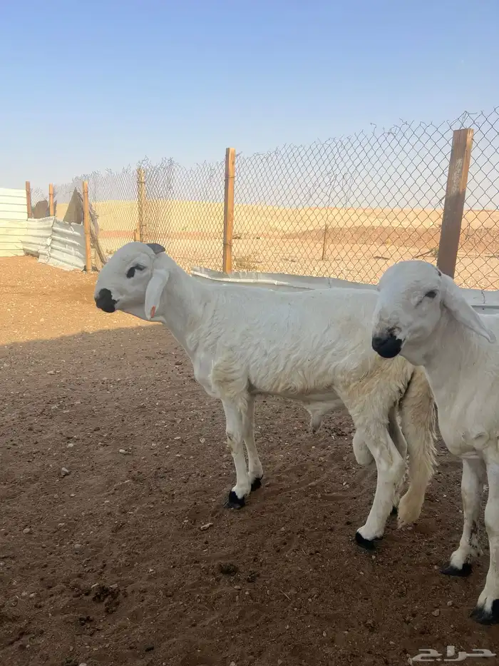 سواكن طليان جذع وجبر وشحم شررط 9