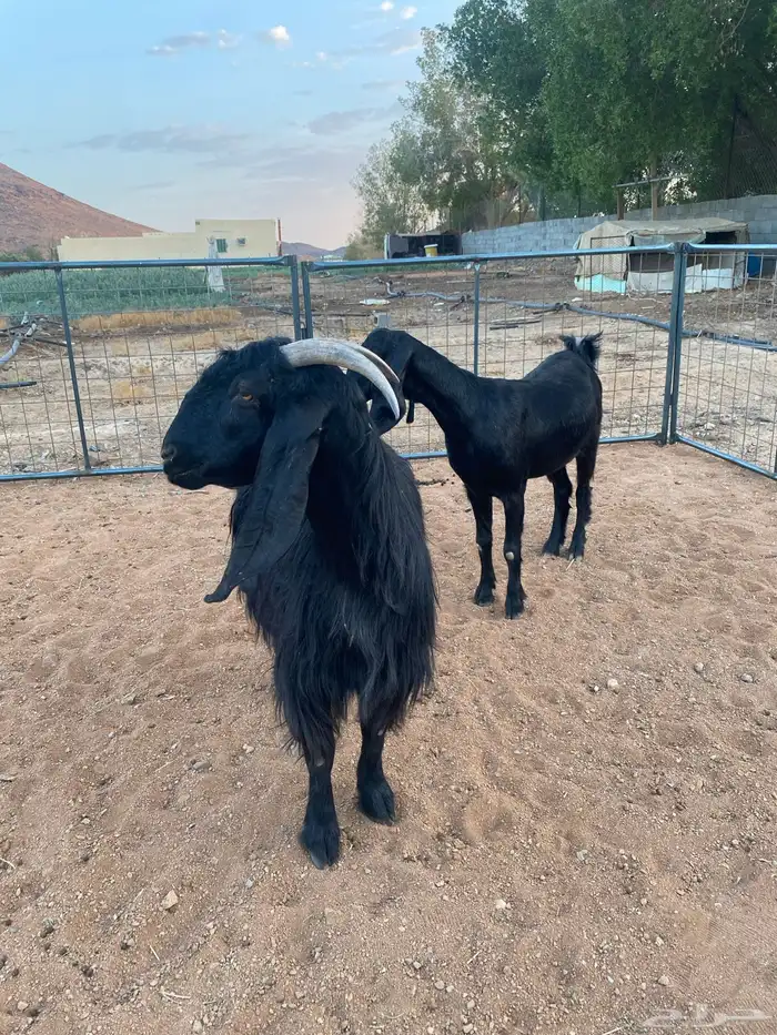 معزا مصريات تم البيع 10