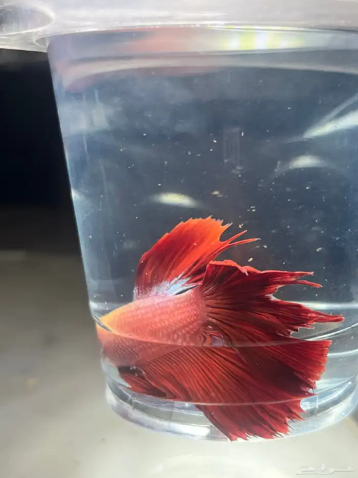 سمك زينة فايتر 6