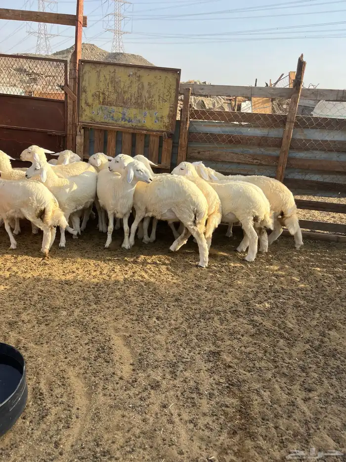 15 بهم مراح واحد 3