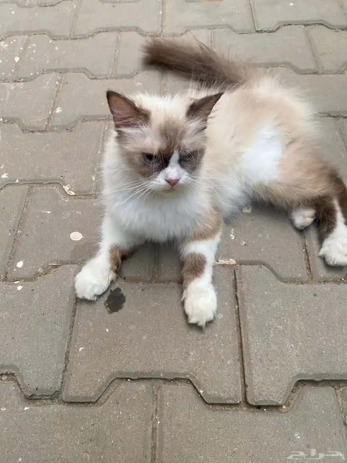 قطة للتبني 0