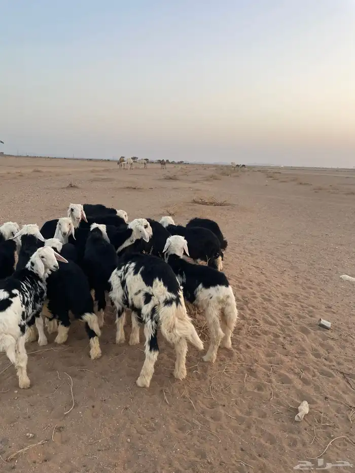 طليان نجد (( تم البيع )) 1