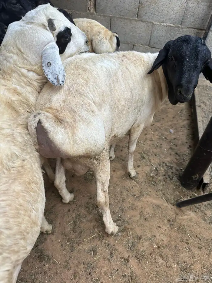 برابر مرابي طب وتخير السن جذع 7
