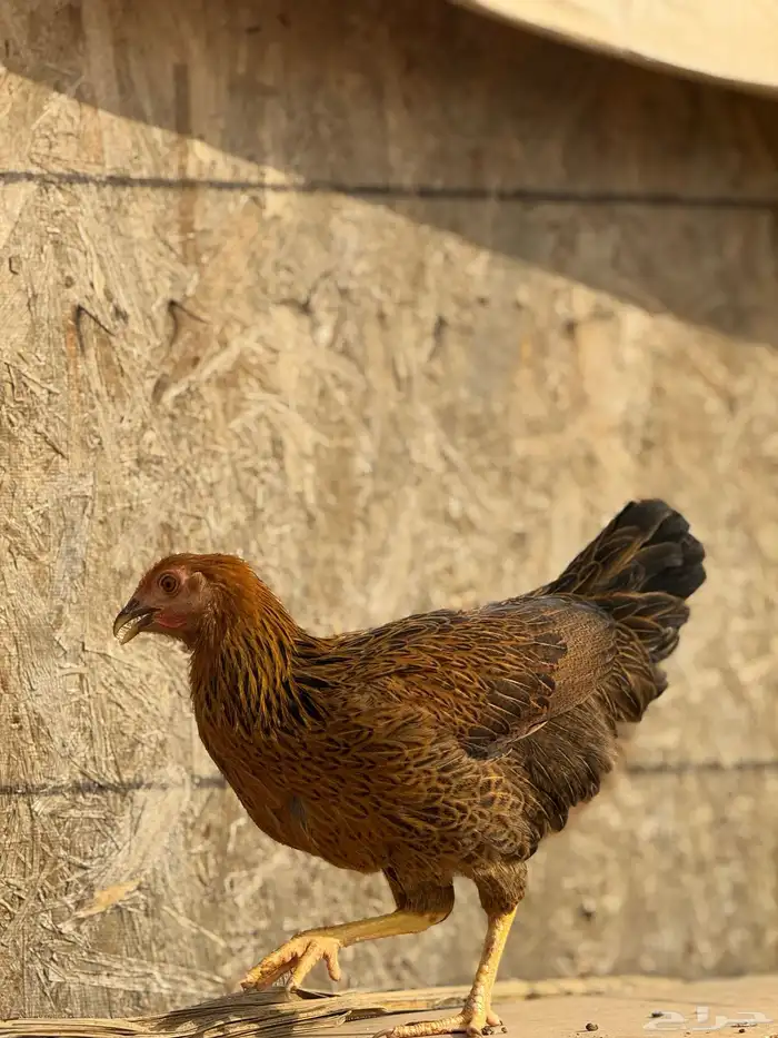 دجاج بياض 34