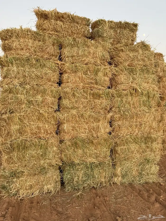 علف تبن ذره 1