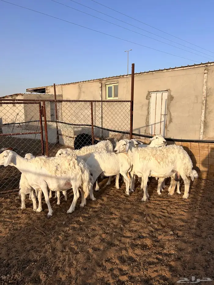 شياه حرية رغايث 0