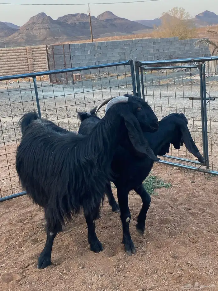 معزا مصريات تم البيع 4