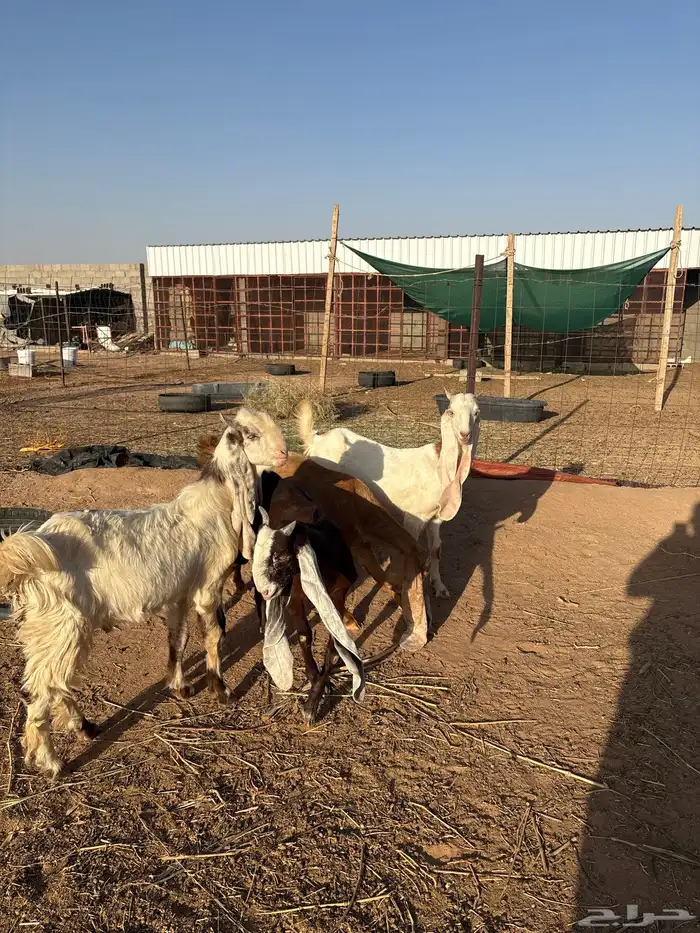 3 جفرات وتيس هولنديات فاخرات 2