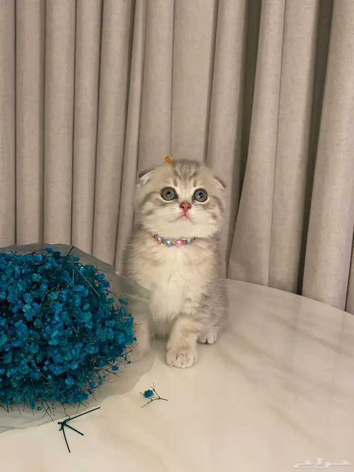 قطط للبيع سكوتش 4