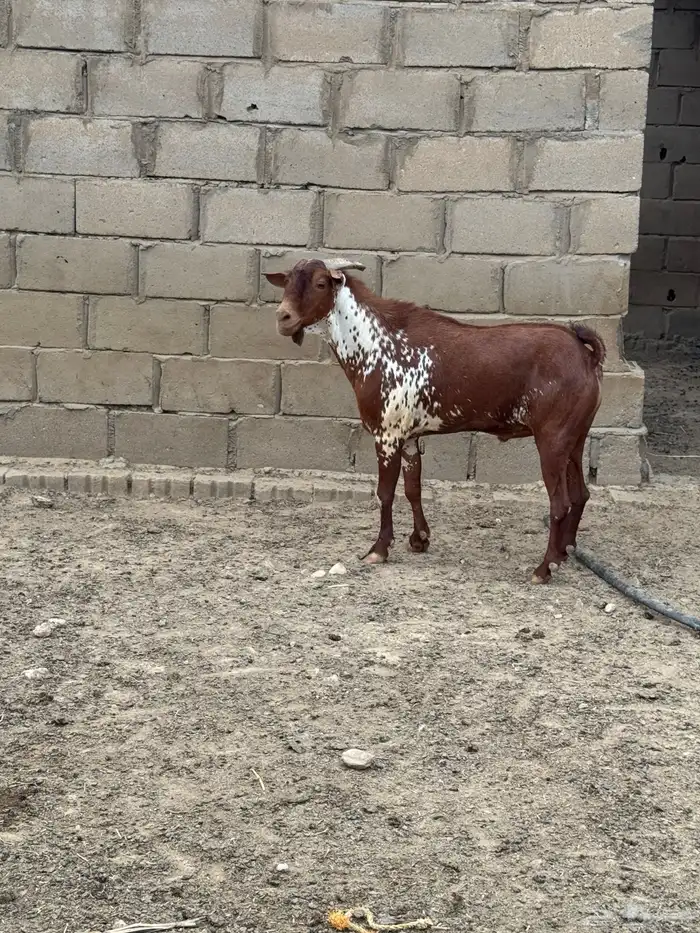 تيس اوشح فحل 3