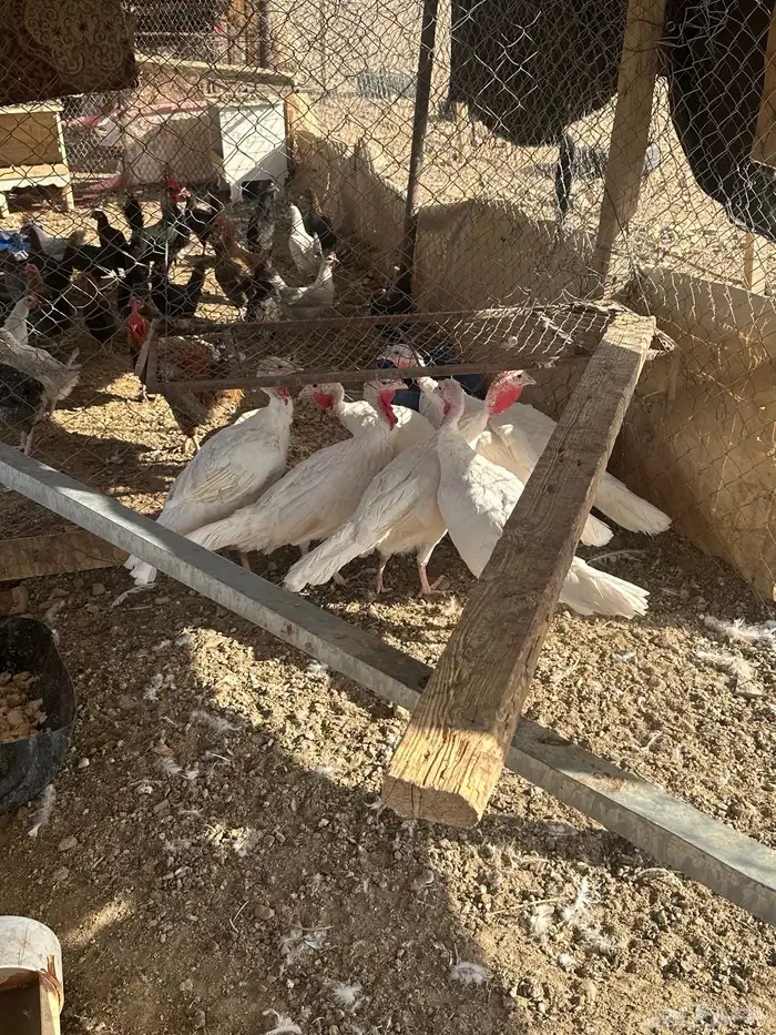 البيع رومي الدد7 بياض شرط 2