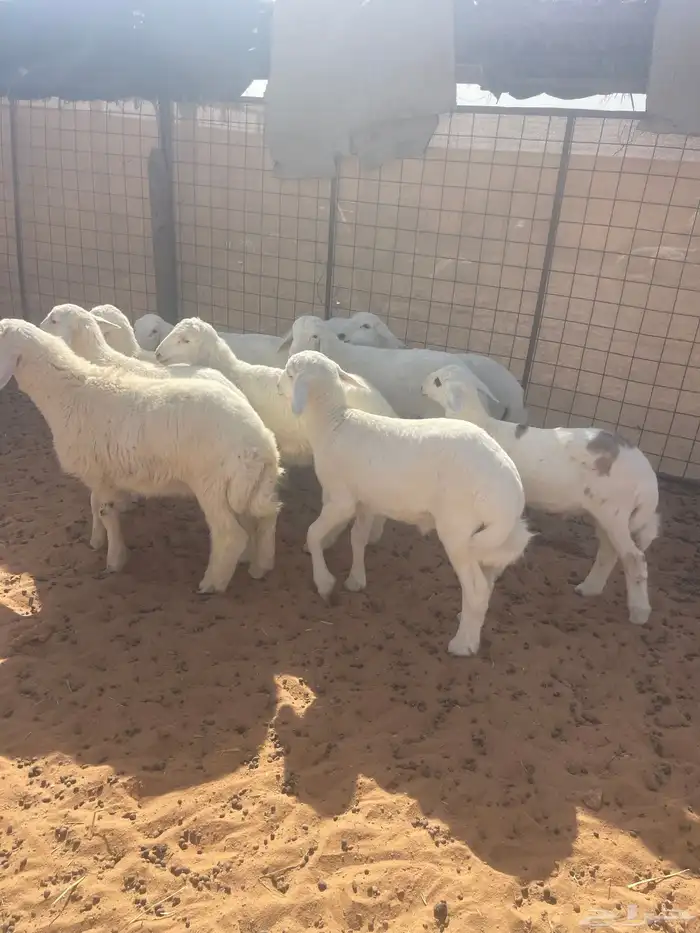خرفان 4