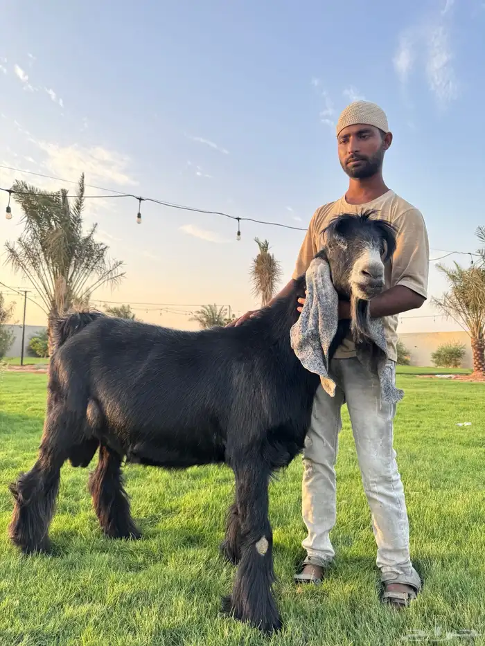 فحل عارضي 0