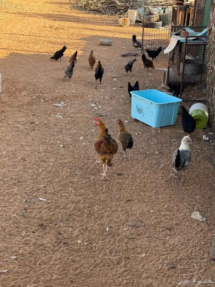 دجاج بياض 18