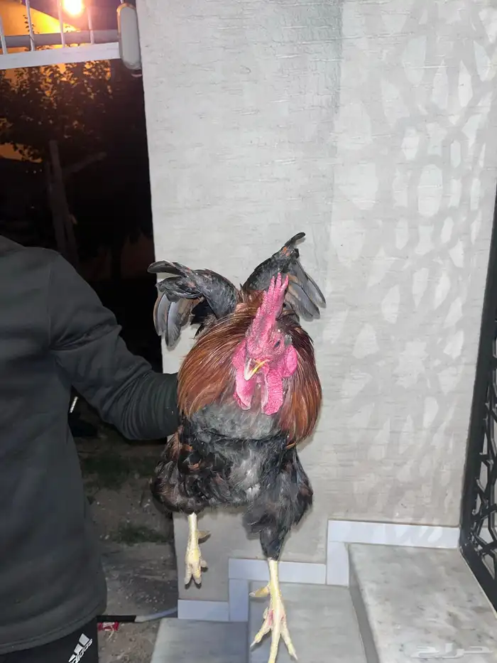 ديك فاخر من الاخر تم البيع 2